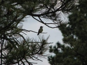 Nature awareness techniques