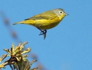 Nashville Warbler at Toronto bird walk Nashville Warbler at Toronto bird walk