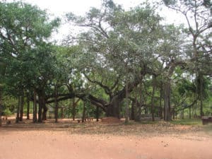 Banyan tree with many aerial roots holding it up