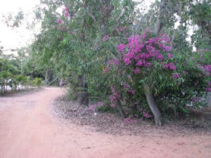Colourful gardens surrounding equally colourful red-soil streets