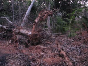 Some of the destruction caused by Cyclone Thane