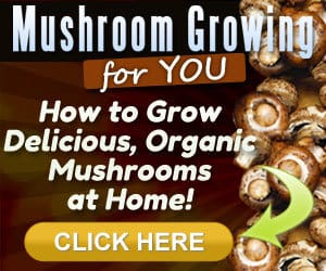 Growing Mushrooms guide