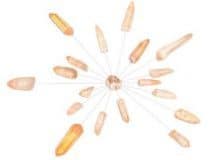 Sunburst layout - Fruits of the earth