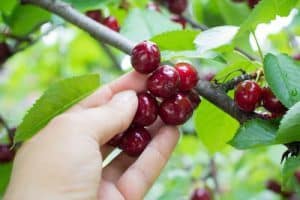 Picking cherries - Summer of '68 fiction