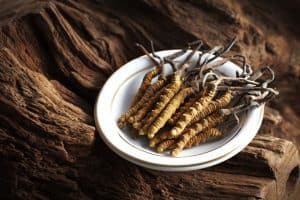 Cordyceps fungus