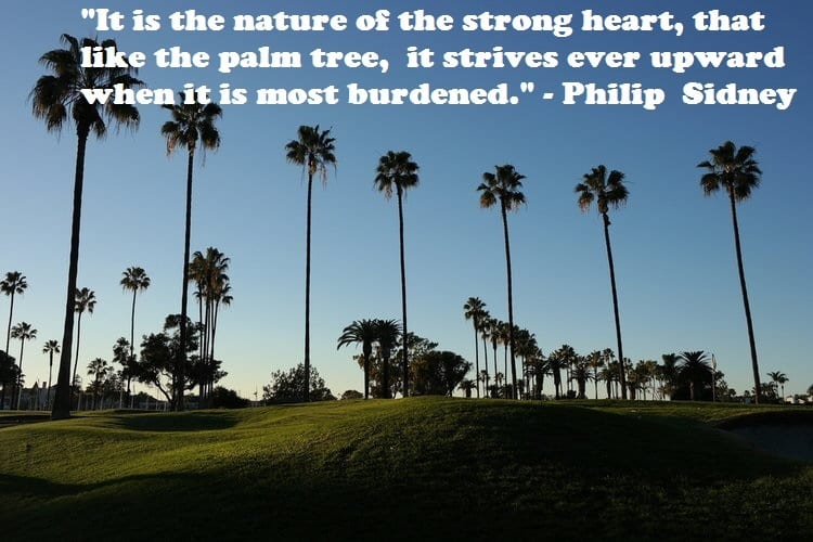 QUOTES ABOUT STRENGTH: 35 great strength quotes to get you through the day 17 palm trees