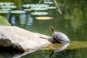 Turtle on rock - Impermanence fiction story