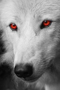 White wolf with red eyes - Mirror Cat fiction story