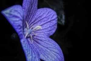 blue Japanese bellflower