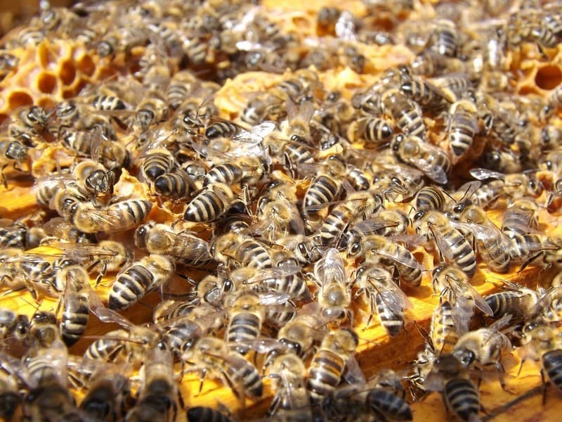 bees in a hive