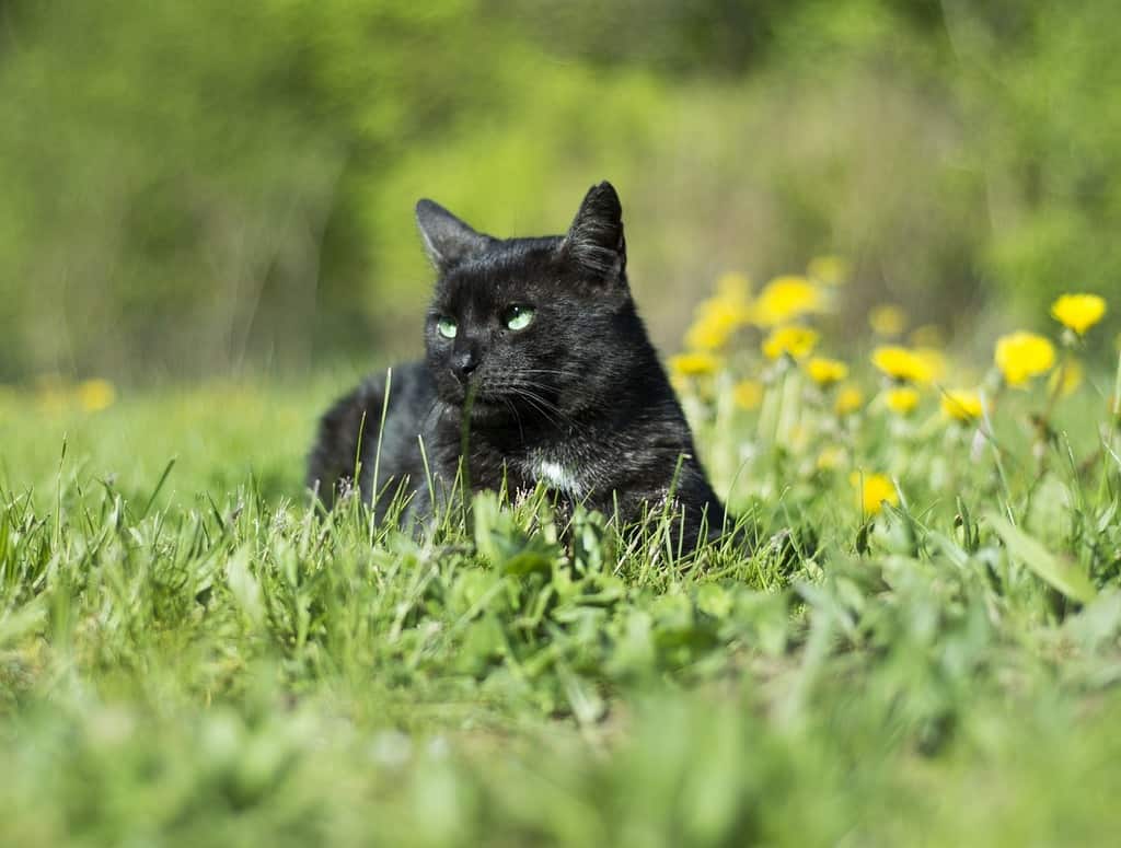 black cat in meadow