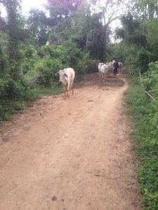 Cows in Cambodian village