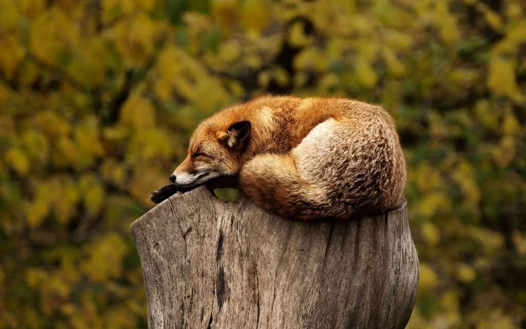 fox sleeping on tree stump