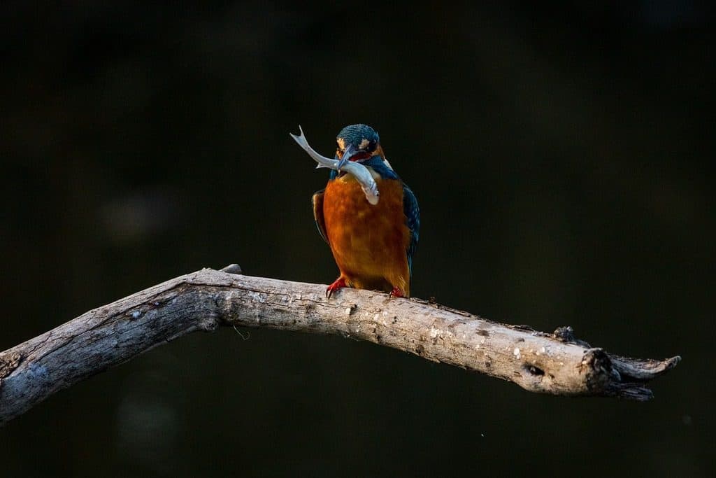 kingfisher with fish 
