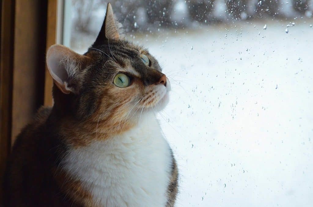 cat looking at rain on window