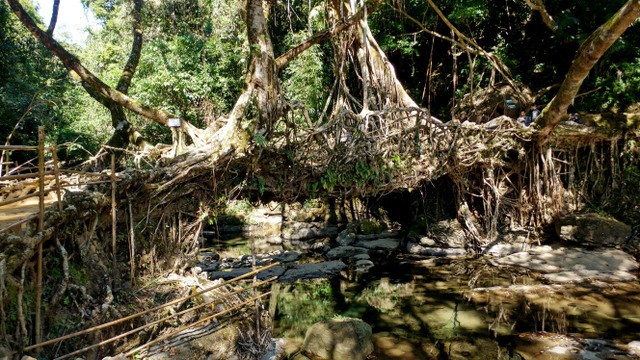 bridge made of tree roots