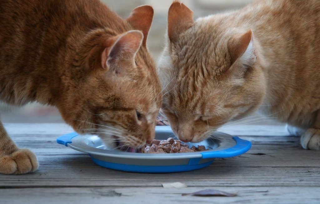 two cats sharing food