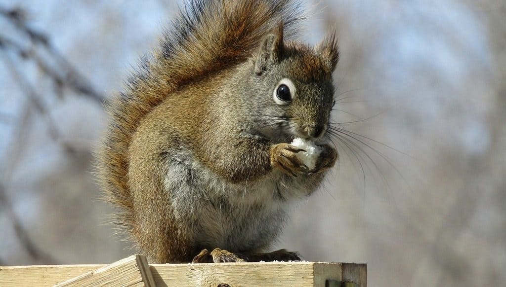 squirrel eating