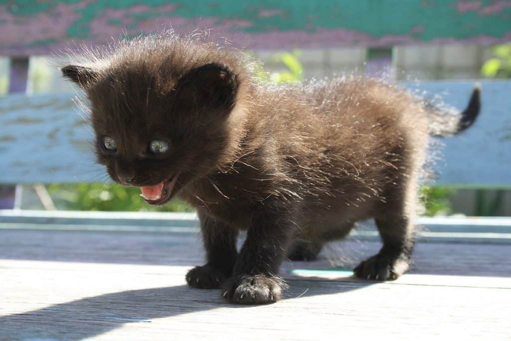 kitten spitting
