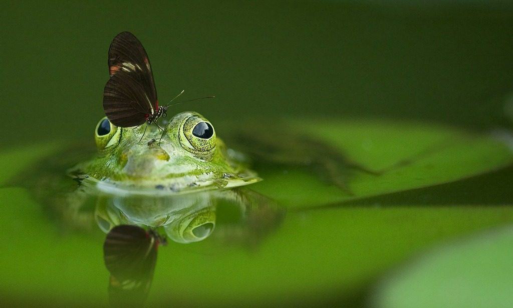 frog with reflection