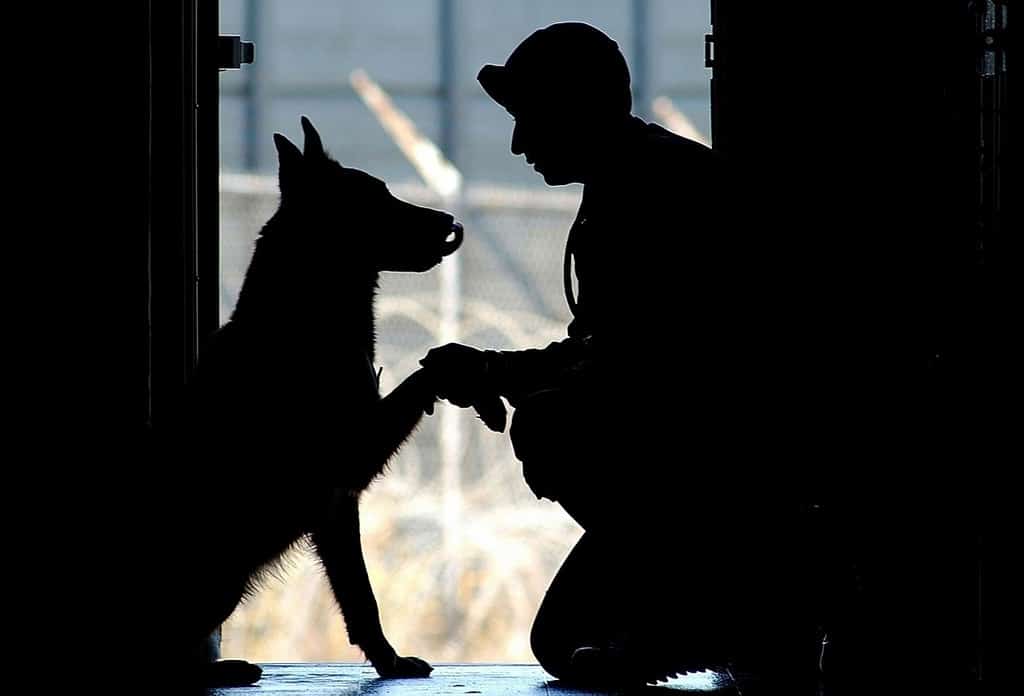 Silhouette of soldier with dog