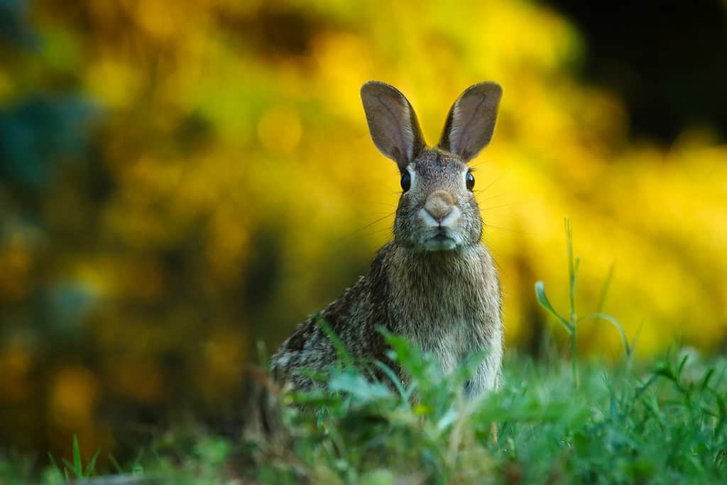 rabbit in a field