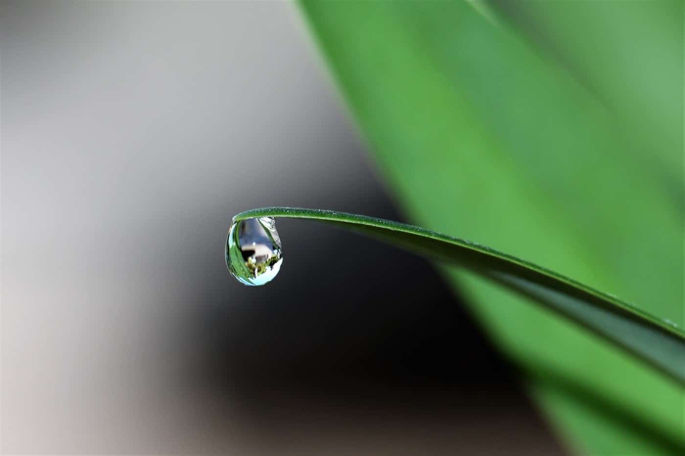 dewdrop on a leaf