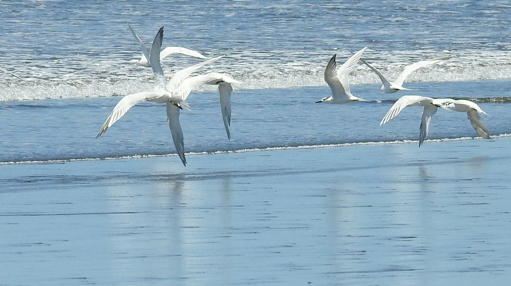 seagulls taking off