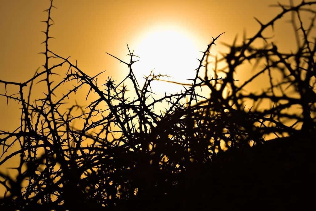 Sun and thorns