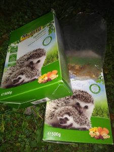 An evening with hedgehogs4