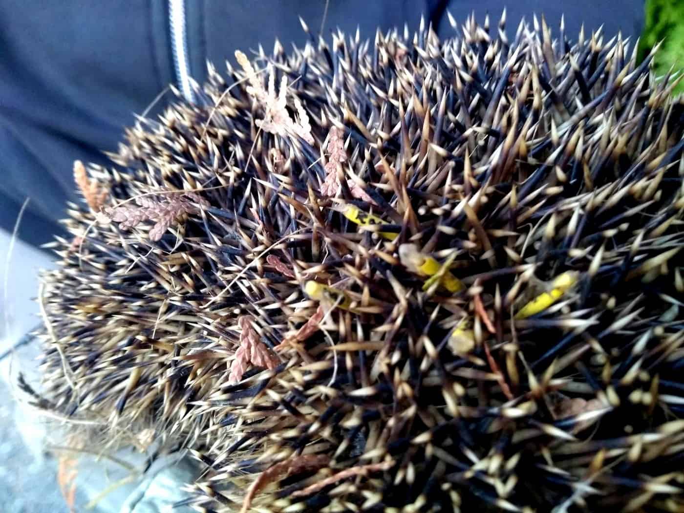 An evening with hedgehogs5