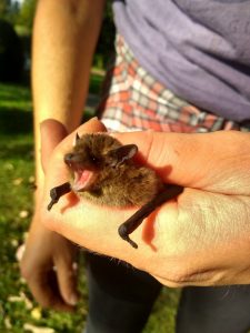 SCIENCE OUTREACH An evening with bats9