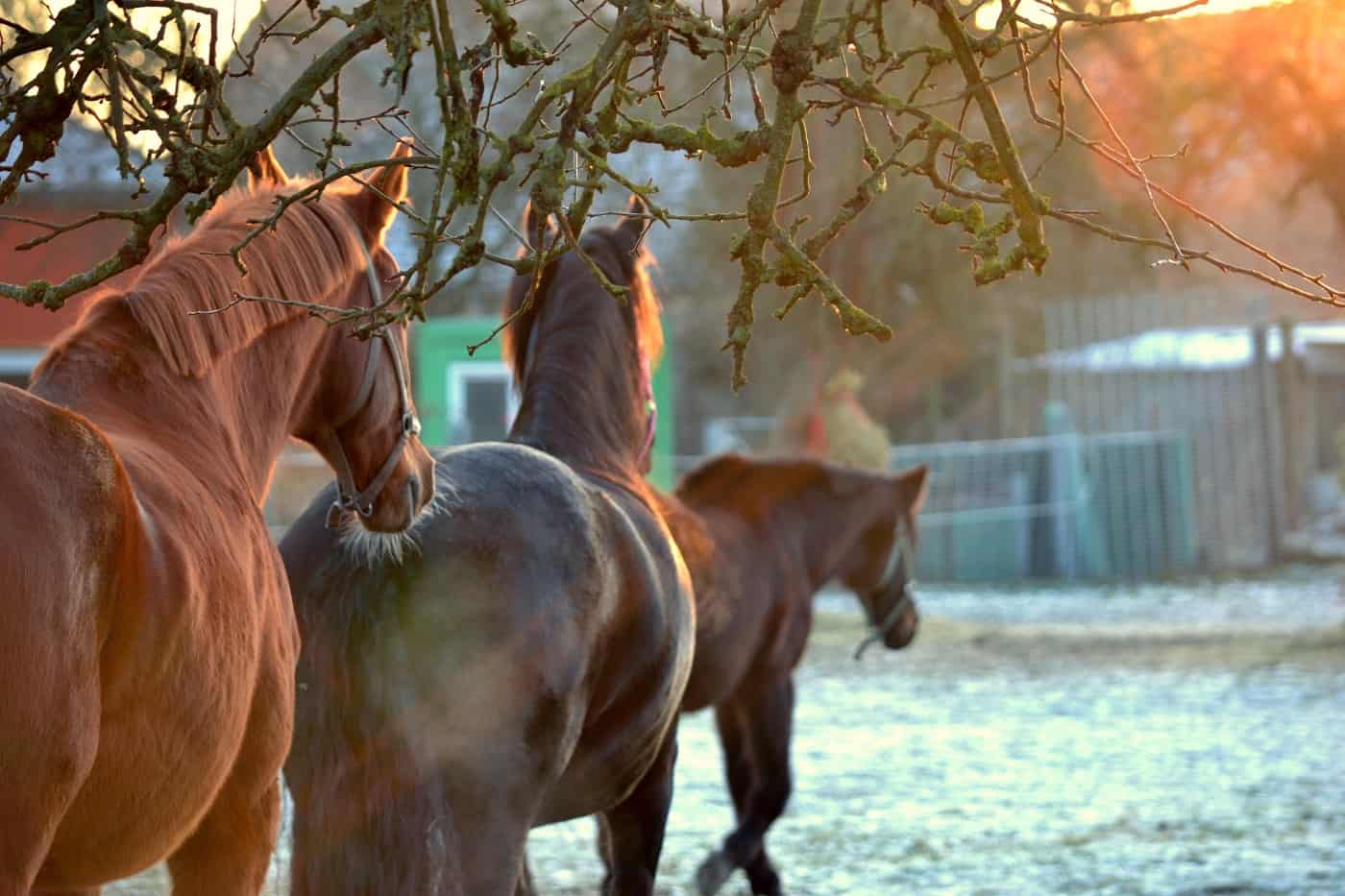 Three brown horses walking in field - Addiction treatment