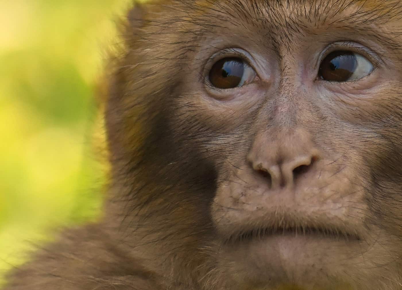Sad-looking barbary ape - Meditate on your pain