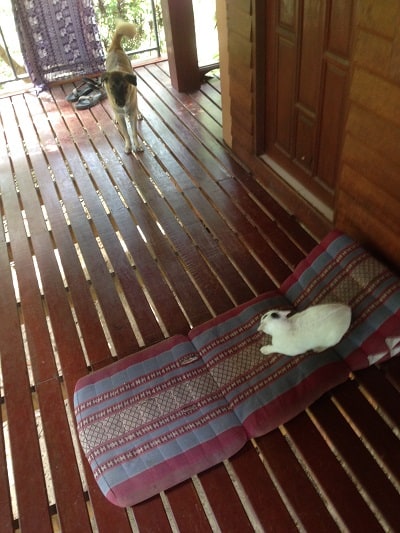 Cat and dog on porch - A guide to Koh Phangan, Thailand