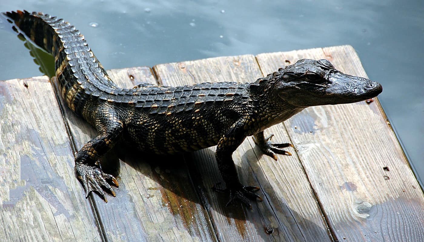 A TINY INTRUDER Life’s lessons come in all sizes