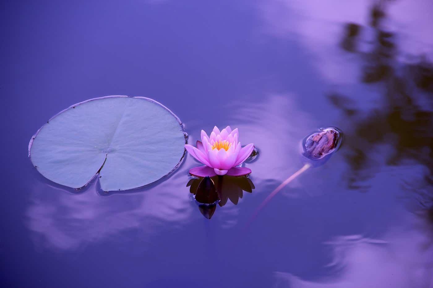 MEDITATION CLUB: A guide to starting an in-school meditation group for students and faculty 15 Pink lotus flower floating in blue water with lily pad - Meditation club