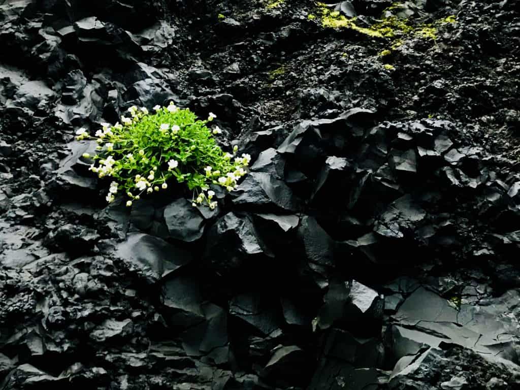 POEMS BY ALICE SHI KEMBEL: 4 pieces of poetry inspired by a trip to Iceland 14 Plant growing through rock in Iceland - Poems by Alice Shi Kembel