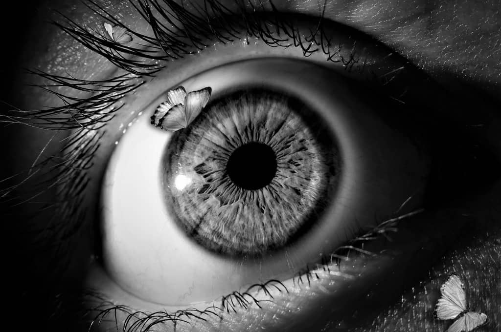 SWEET SORROW: The Yin and Yang of life and loss 15 butterfly 3459575 1920