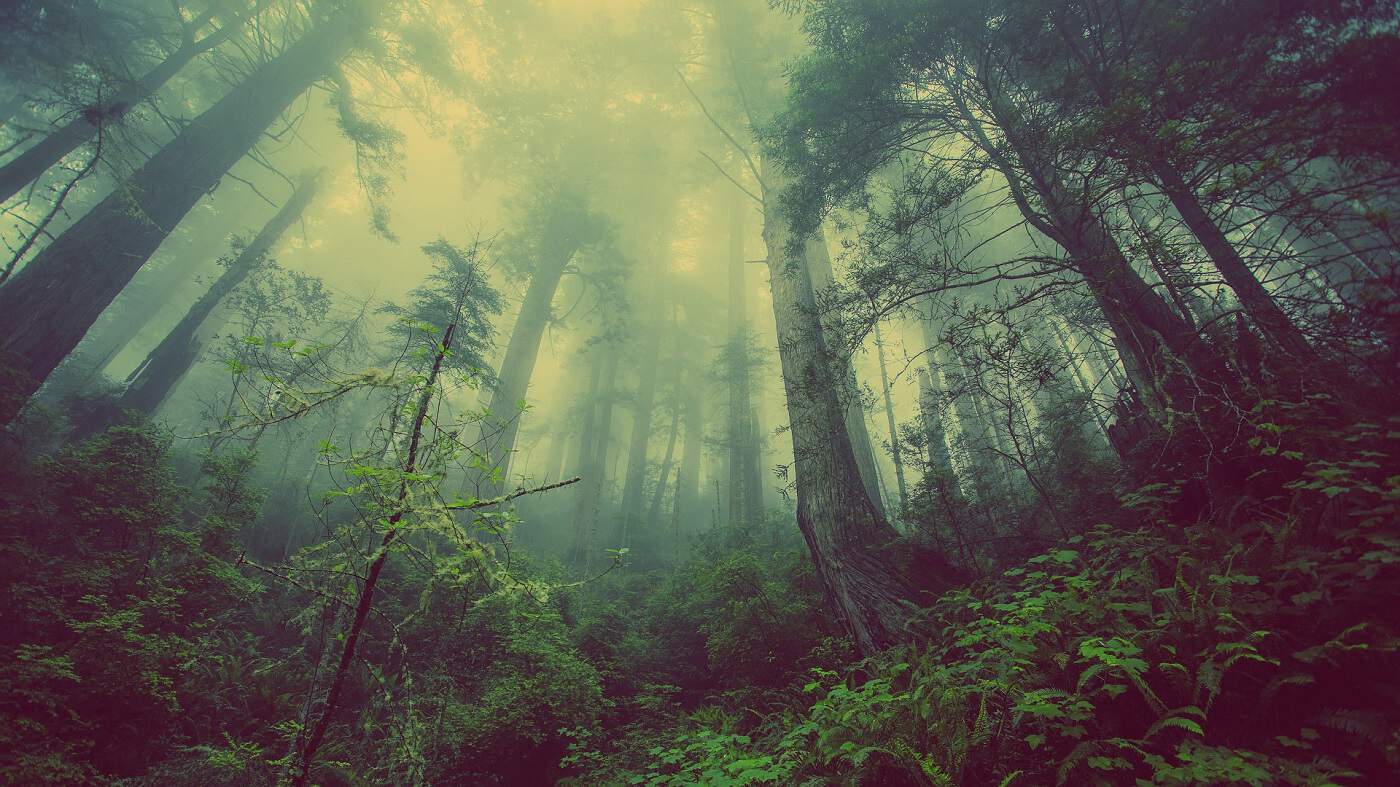 PEACEFUL REFLECTIONS: 3 spiritual contemplations about humanity and the Earth 14 Misty green forest