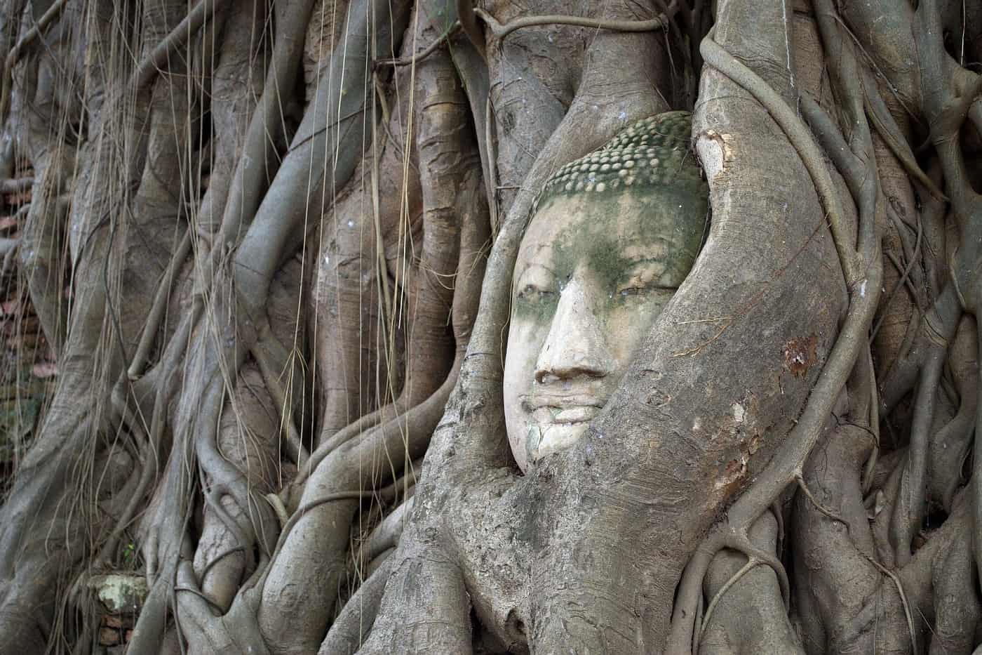 Buddha's face in Bodhi Tree in Ayutthaya