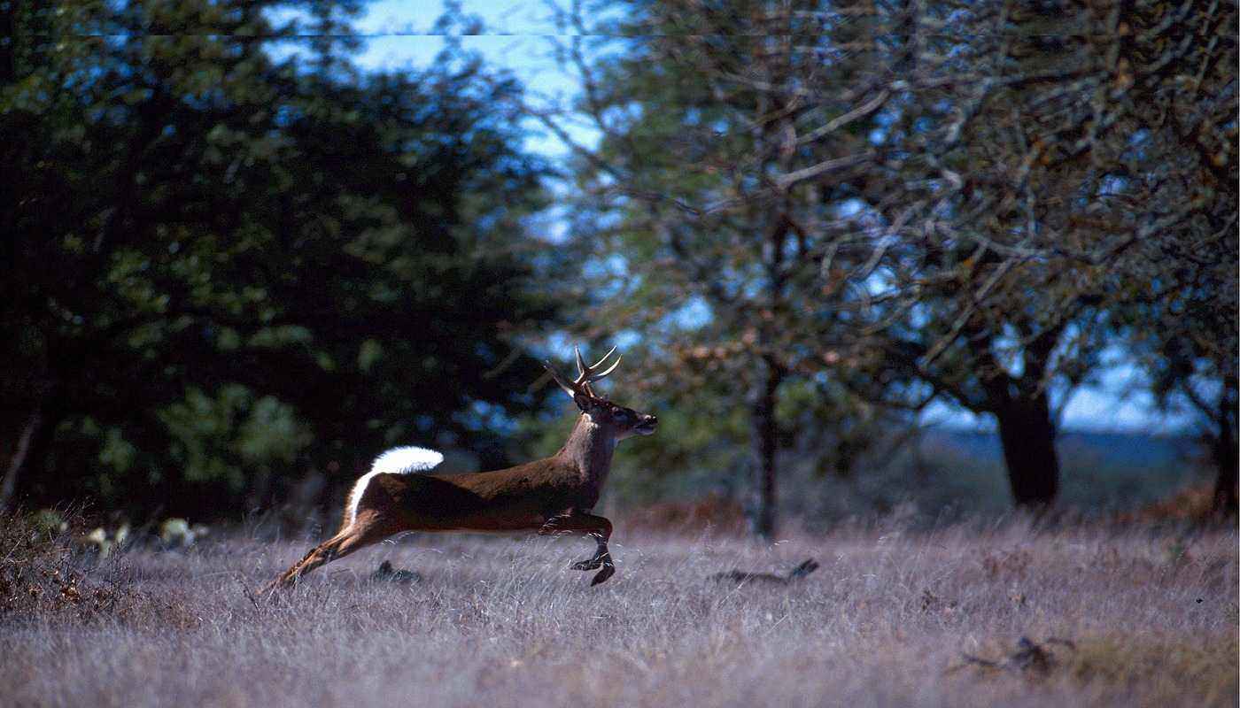 FIND INNER PEACE Learn by being with animals
