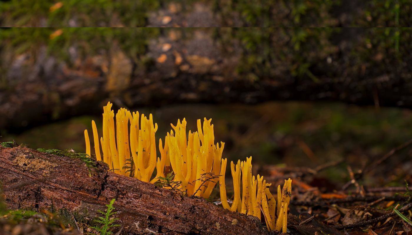 RECLAIMING HUMAN NATURE Humanity can be discovered in nature