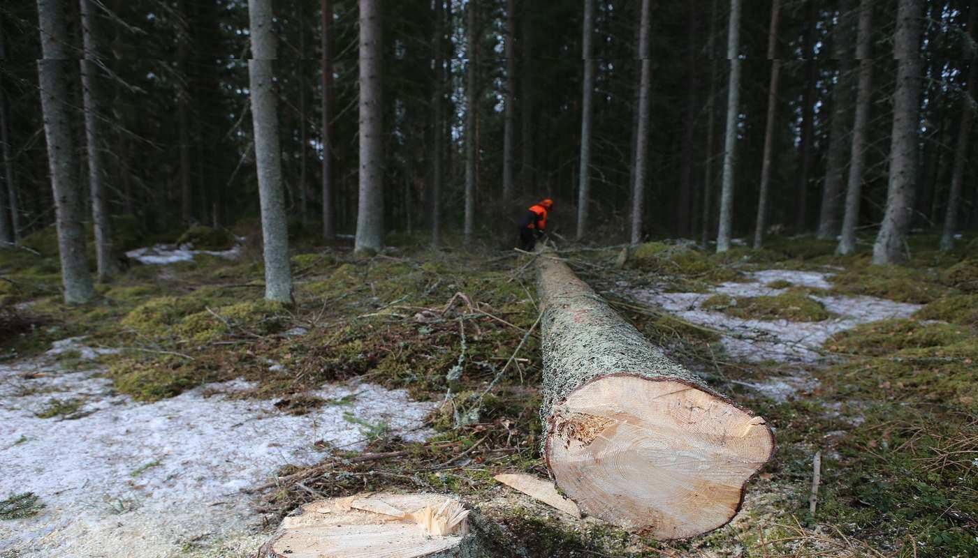 TRAPPED Logging disturbs the symbiotic relationships in our forests 1