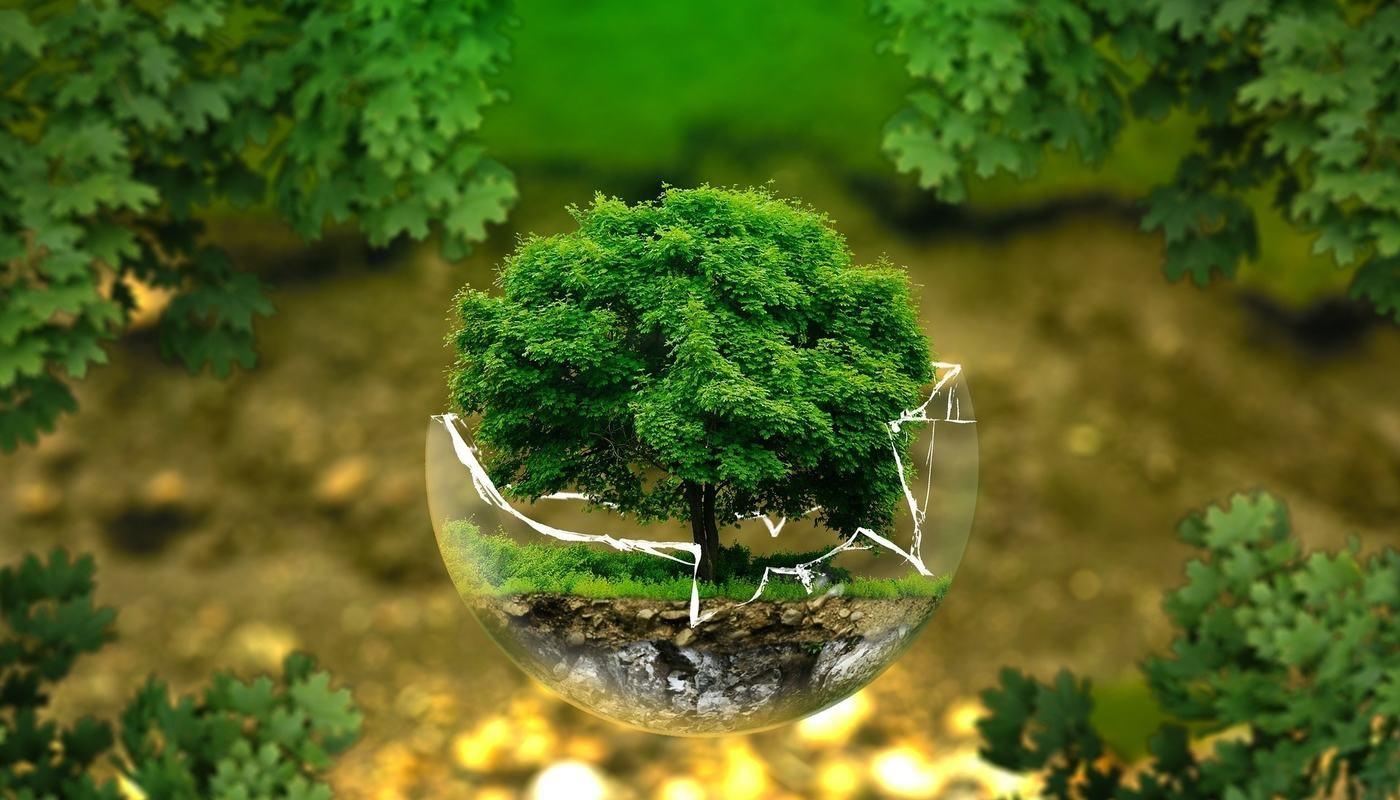 TRAPPED Logging disturbs the symbiotic relationships in our forests1
