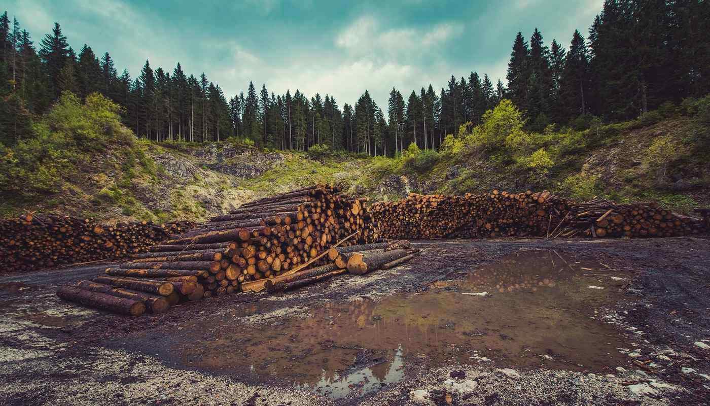 WE ARE ALL PART OF MOTHER EARTH: A spiritual vision of sustainability 14 trees cut down in forest