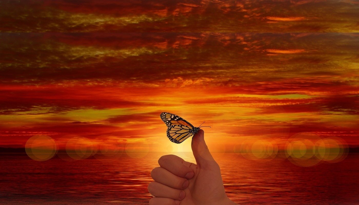 Butterfly on a thumb at sunset